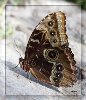 IMG_4275 Morpho bleu J.Bot.jpg