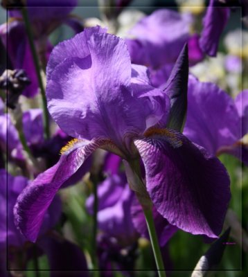 IMG_7470_1 Iris.jpg