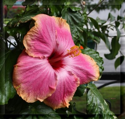 IMG_9159_1 Hibiscus.jpg