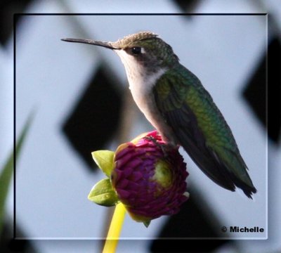 IMG_9449_1_1 Colibri.jpg