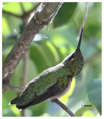 IMG_9310_1 Colibri samusant  tirer une corde .jpg