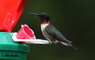 IMG_0067_Colibri  gorge rubis.jpg