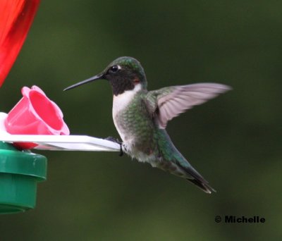 IMG_0059_Colibri  gorge rubis.jpg