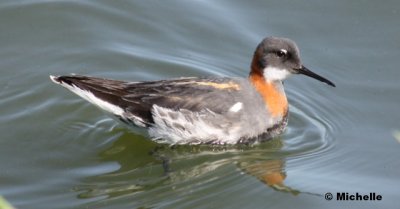 IMG_0406_Phalarope  bec troit.jpg