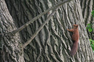 kh20090429 (13).JPG
