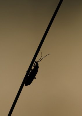 DSC_1448.jpg
