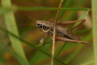 DSC_2249.jpg