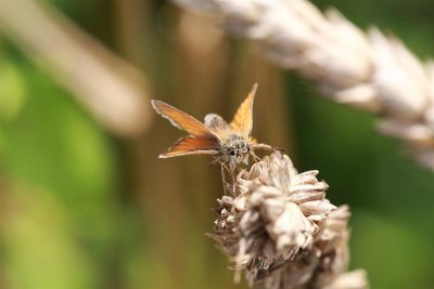 2010_08_06_delle_03.JPG