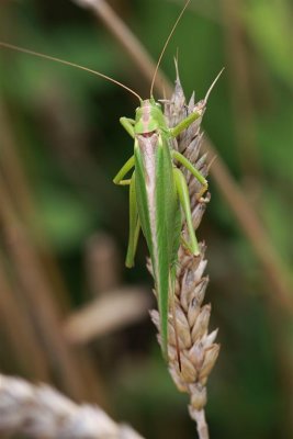 2010_08_06_delle_04.JPG
