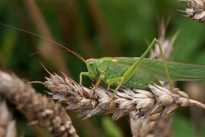 2010_08_06_delle_05.JPG