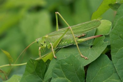 2010_08_06_delle_08.JPG
