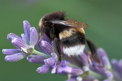 2010_08_06_delle_14.JPG
