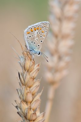 small_MG_2660.jpg