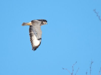 Buizerd (2).jpg