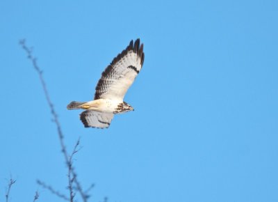 Buizerd (3).jpg