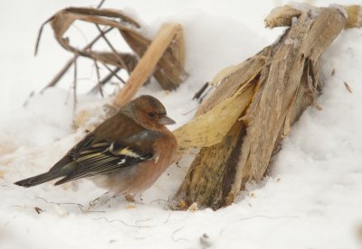 vogels