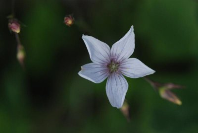 argonne flora arnau (5).JPG