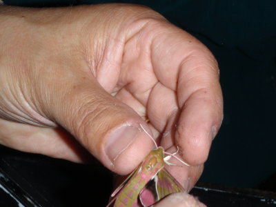 g1/85/744285/3/98227915.R250liNv.jpg