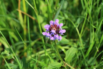 Argonne flora erik (10).jpg