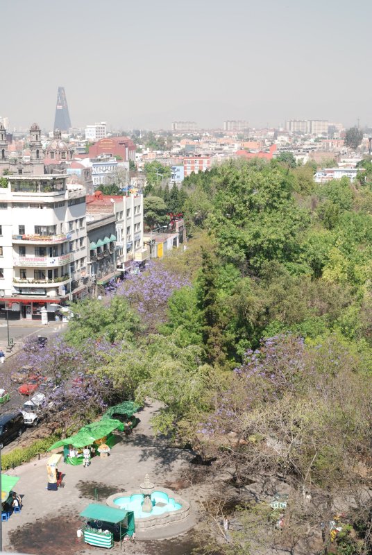 Place devant lhtel avec un jacaranda en fleurs