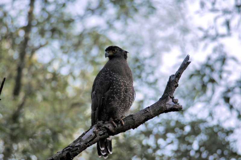 Eagle, Crested Serpent