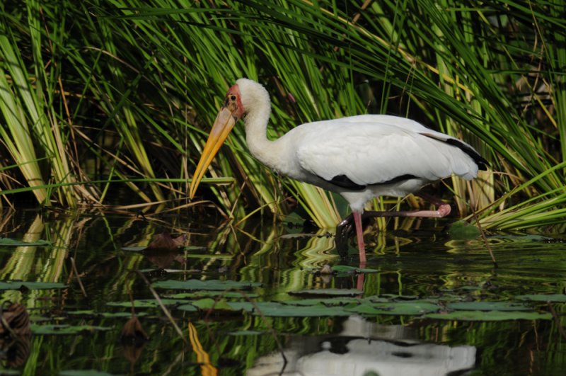 Milky Stork