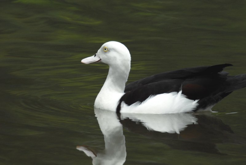 Duck, Burdekin