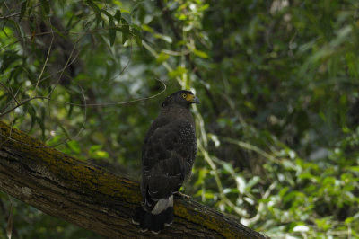 Eagle, Crested Serpent