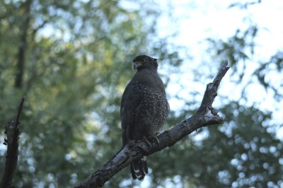 Eagle, Crested Serpent