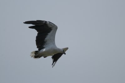 White Bellied Sea Eagle