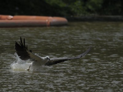 White Bellied Sea Eagle