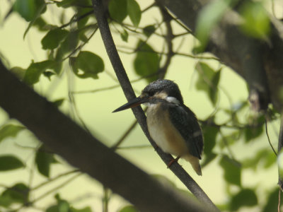 Kingfisher, Common