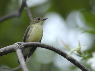 Flycatcher, Yellow-rumped (female)