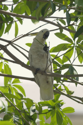 Cockatoo, Yellow-crested