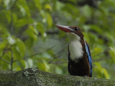 Kingfisher, White Throated