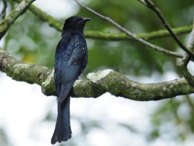 Drongo Cuckoo