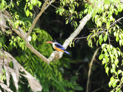 Kingfisher, Black-capped