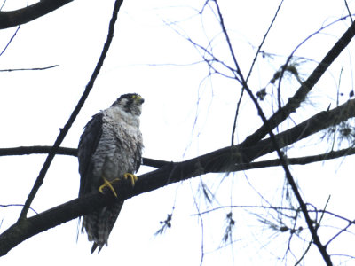 Falcon, Peregrine