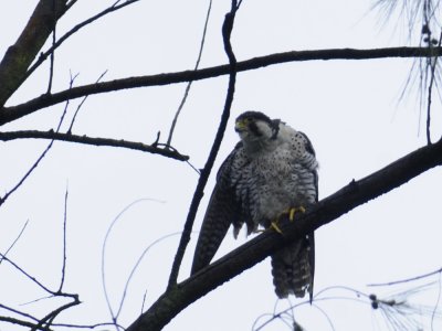 Falcon, Peregrine