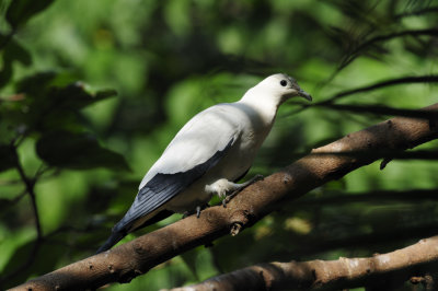 Hong Kong Aviary