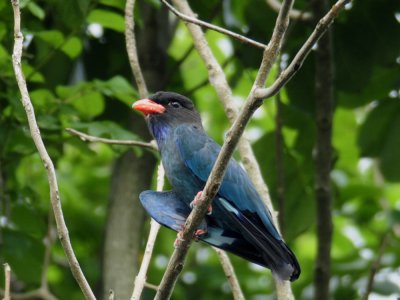 Dollarbird