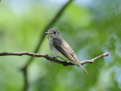 Flycatcher, Asian Brown (2011)