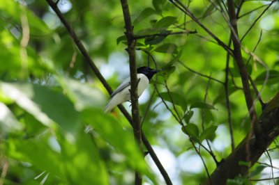 Flycatcher, Asian Paradise (Male)