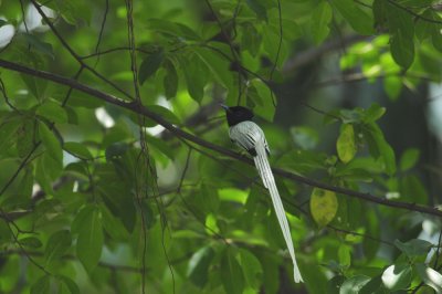 White Flycatcher, Asian Paradise (Male)
