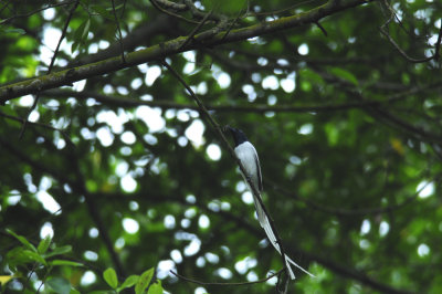 Flycatcher, Asian Paradise (Male) White