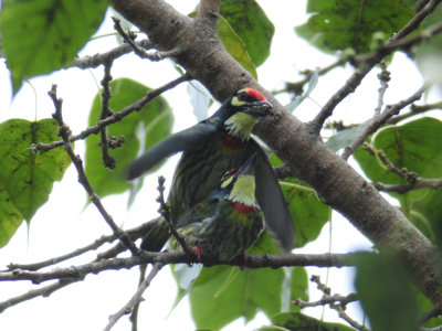 Barbet, Coppersmith