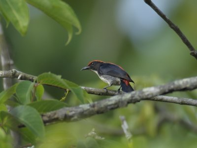 Flowerpecker, Scarlet-backed