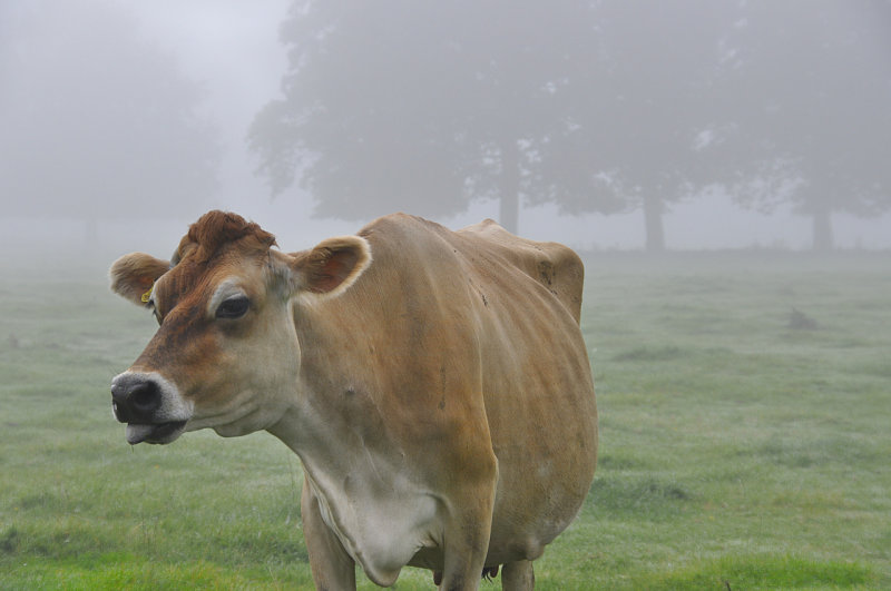 cheeky cow !