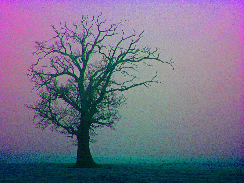 tree art (original image is in my winter gallery)