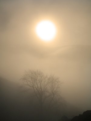 fog impression